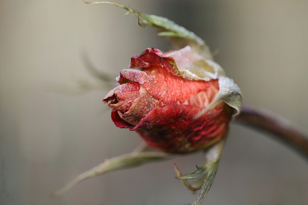 Фотография автора Татьяна Салиева
