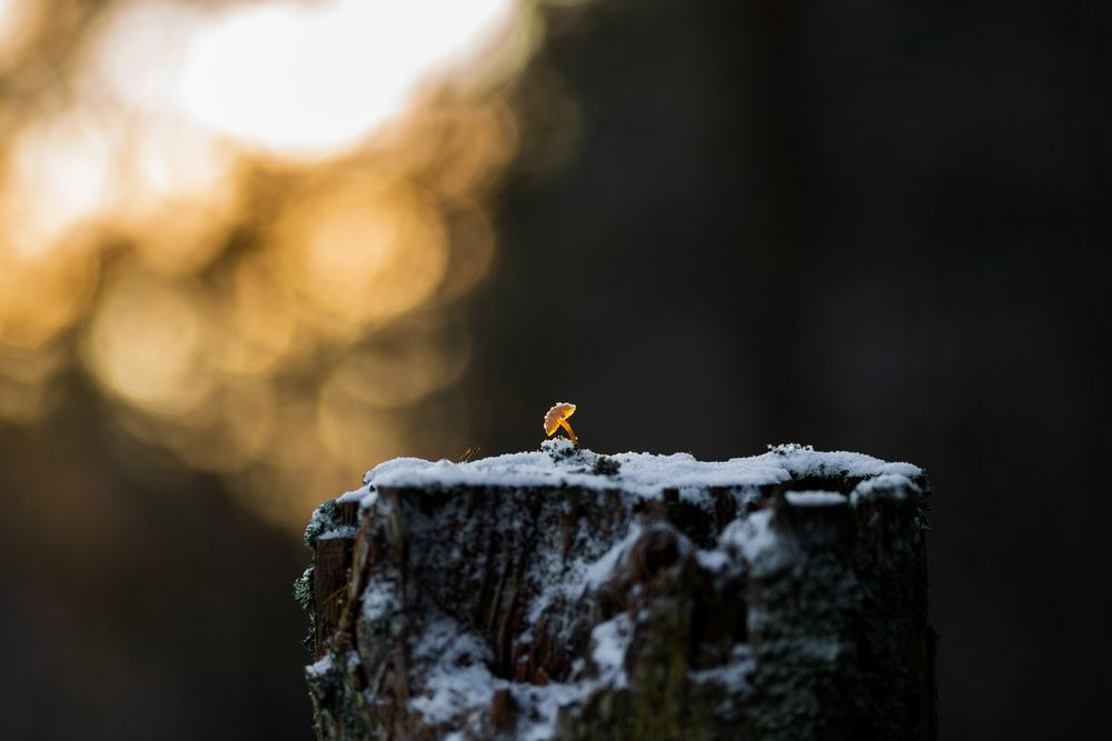 Фотография автора Mika Mgla