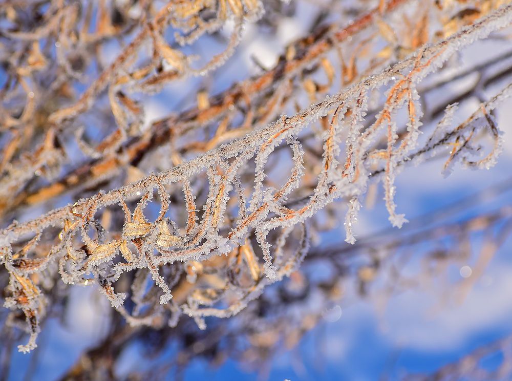 Снежные кружева