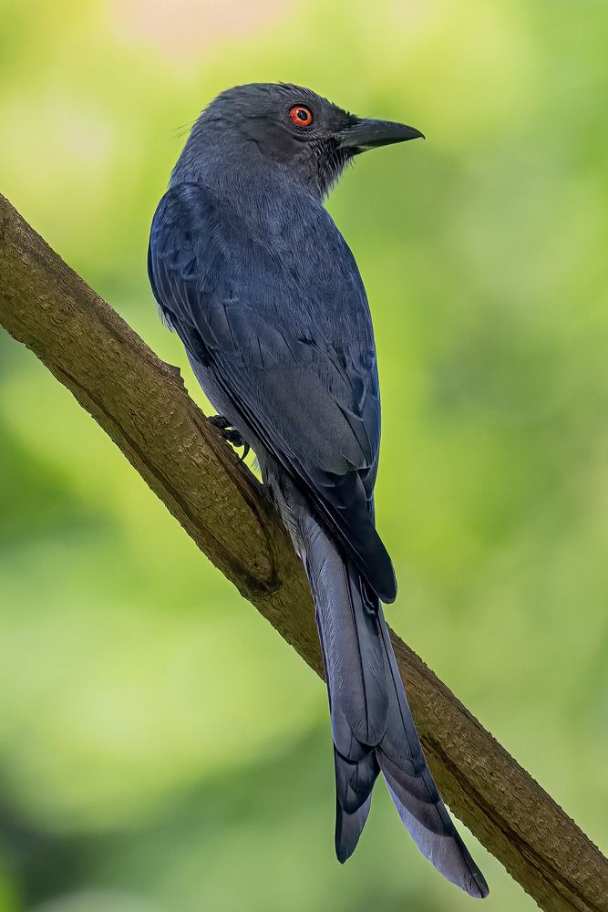 Photograph by Chau Nguyen