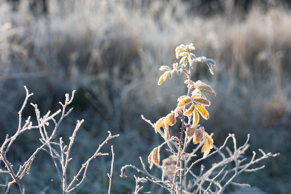 Photograph by Колтакова Наталия