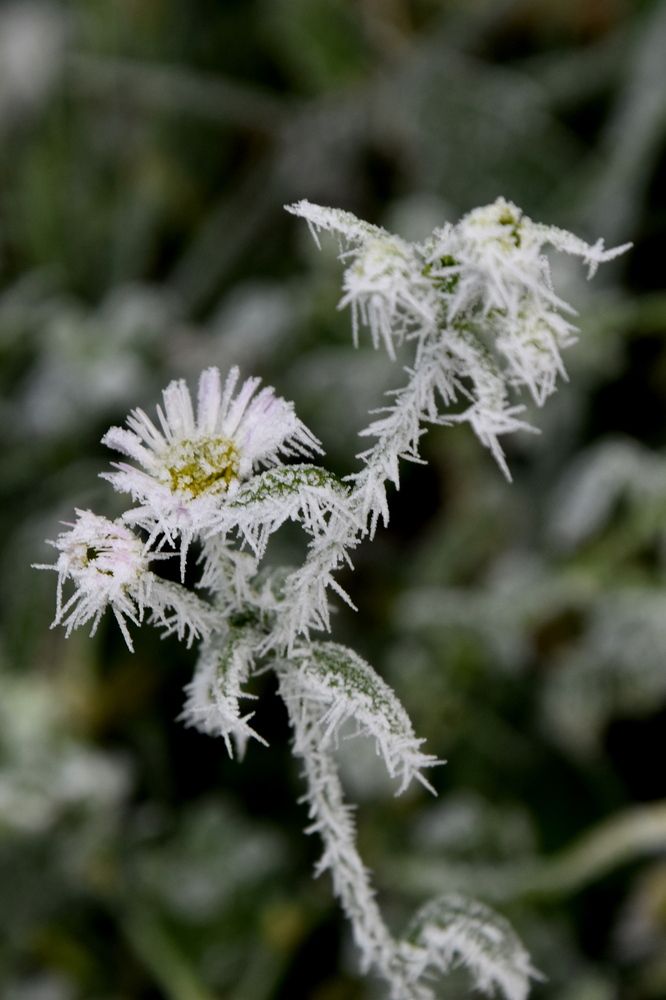 Photograph by Dimon Grinih