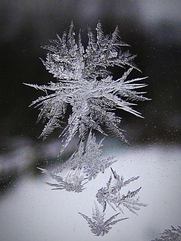 Морозный цветок