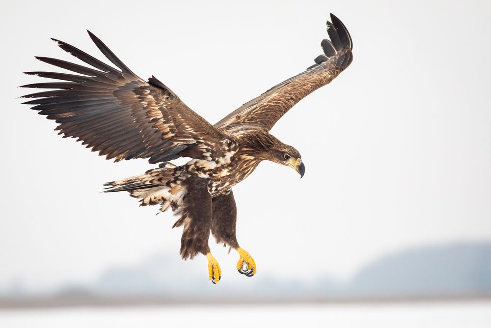 Photograph by Szekely Janos
