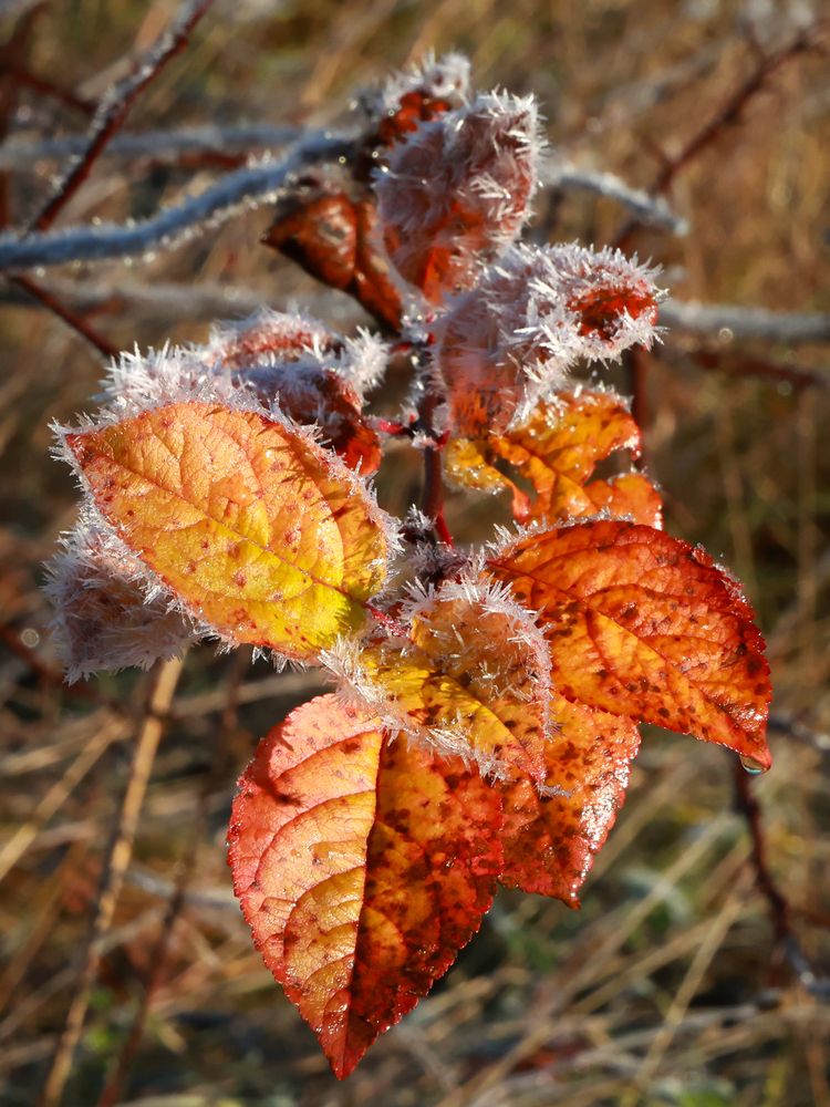 Фотография автора Виктор Громов