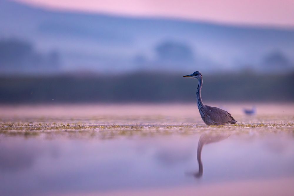 Photograph by Szekely Janos