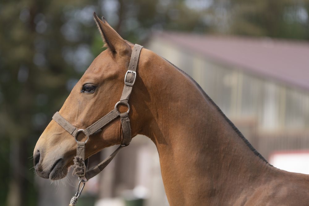 Фотография автора Дейнекина Галина