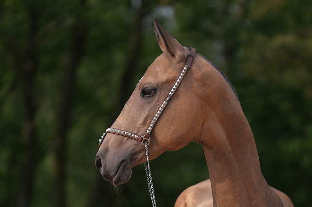 Фотография автора Дейнекина Галина