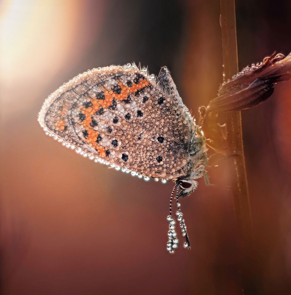 Photograph by Lapshina Vladlena