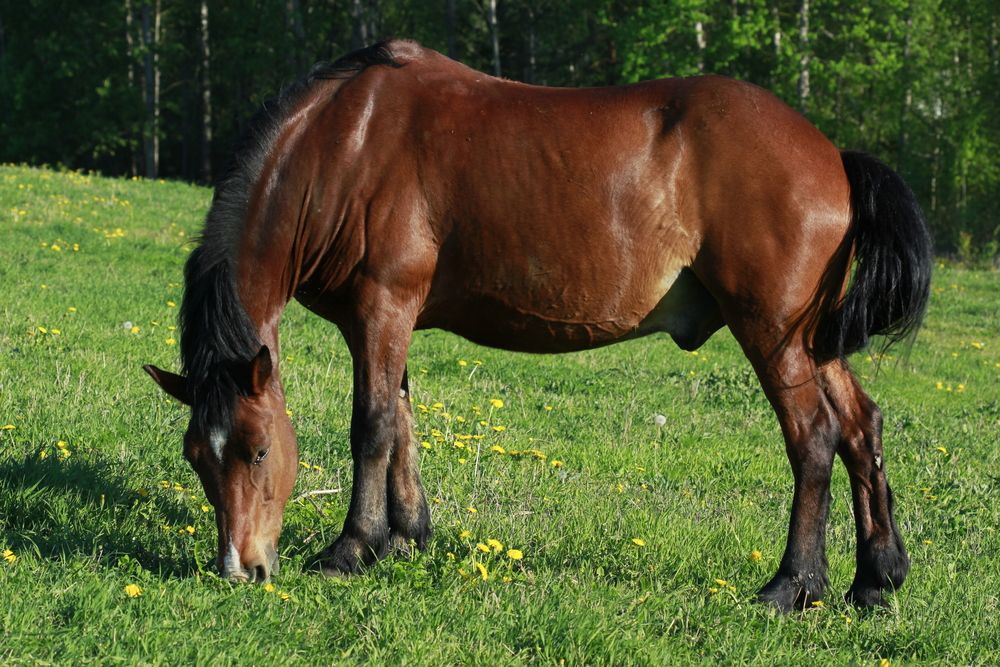 Фотография автора Анна-Лаймуте Милошевич