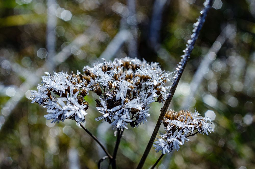 Зимние цветы