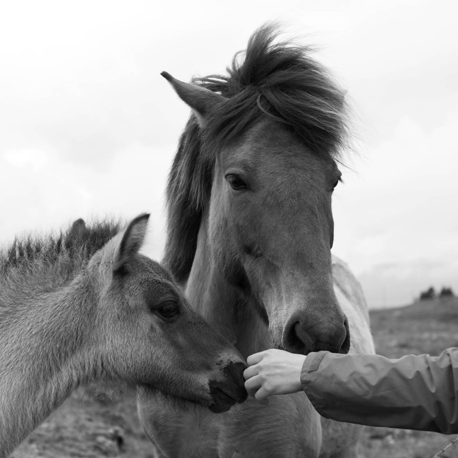 Фотография #13006479