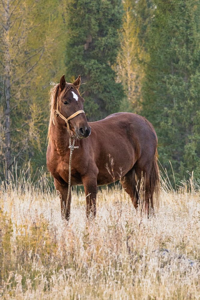 Фотография автора Елена Павлова