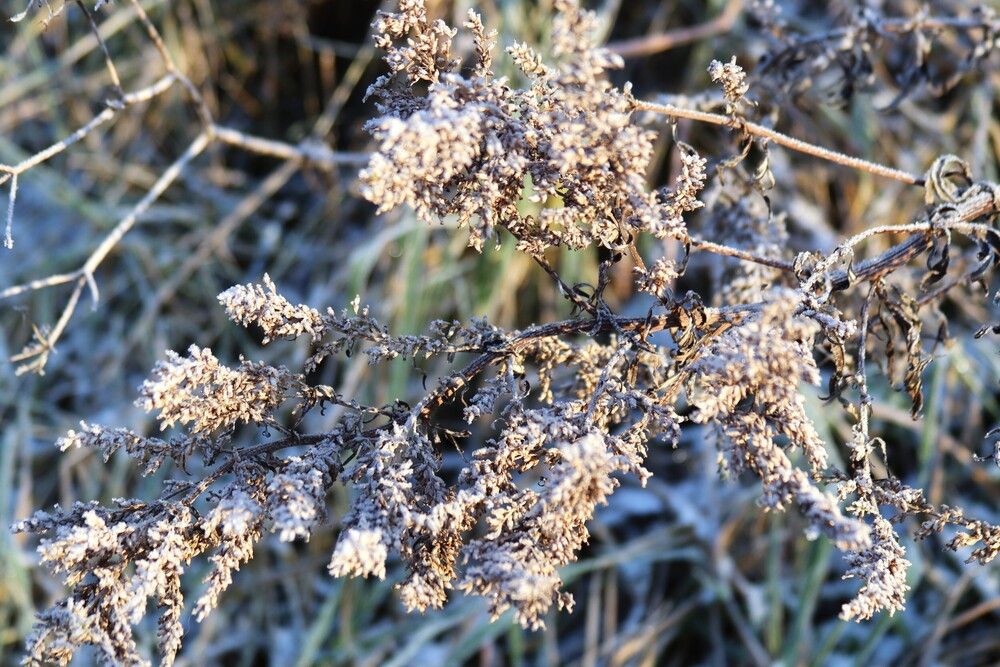 Еще зеленая трава, а уж иней...
