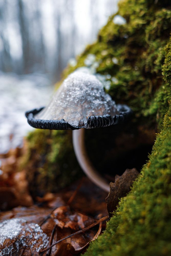 Photograph by Алла Никушкина