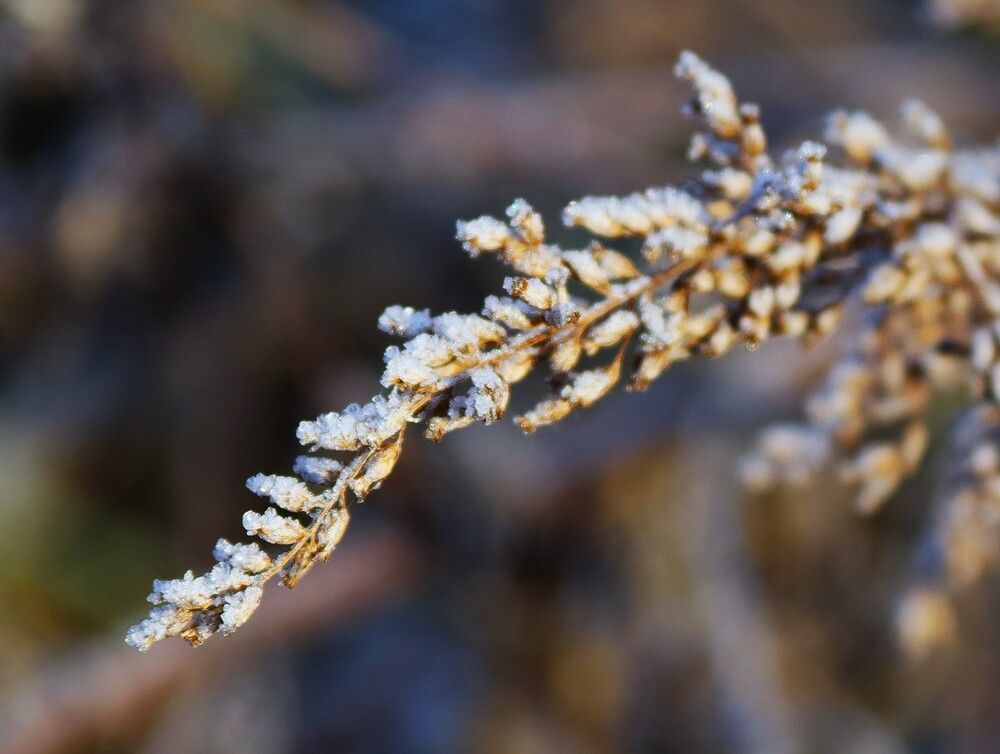 Веточка в инее