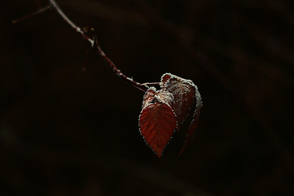 Photograph by Марина А-Б