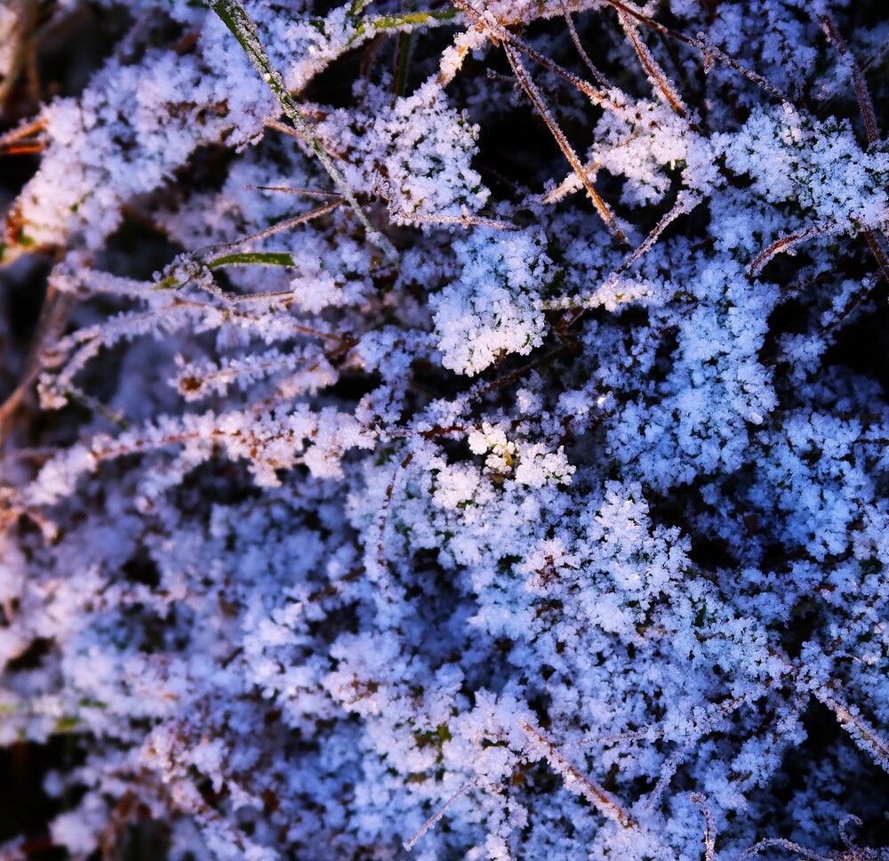 Розовый иней