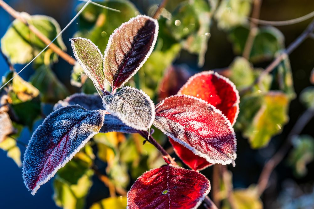 Photograph by Марина Горелова-Кузнецова