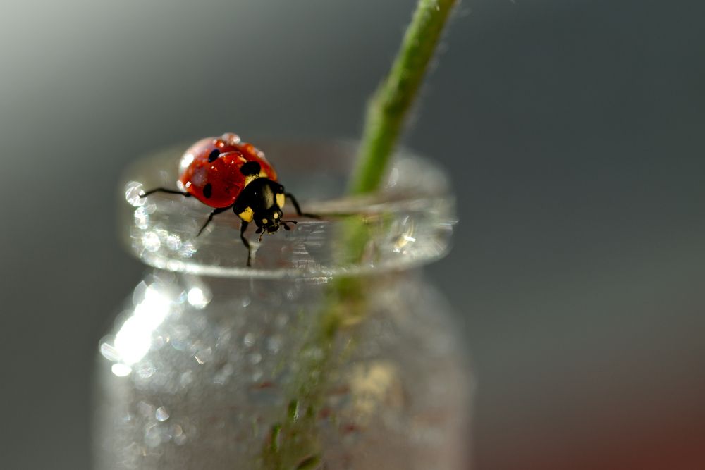 Photograph by Наталья Комиссарова