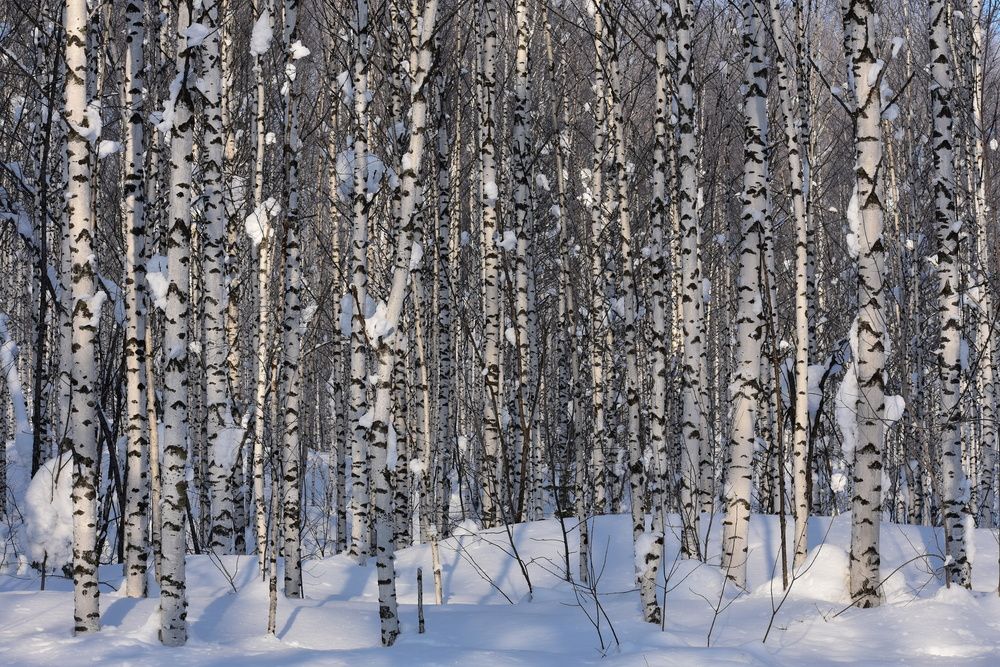 Photograph by Александр Прядко