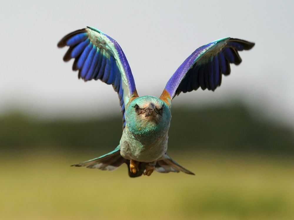 European roller.