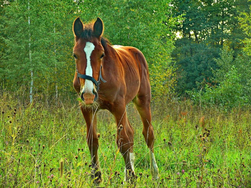 Фотография автора Анатолий Борисов