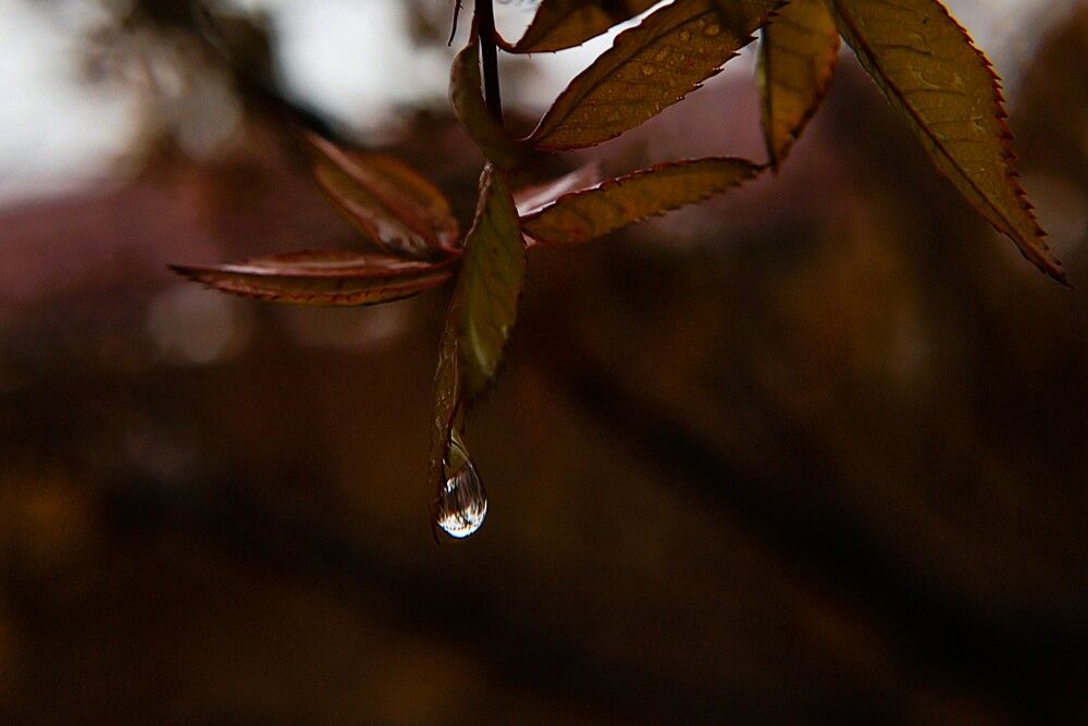 Photograph by Марина А-Б