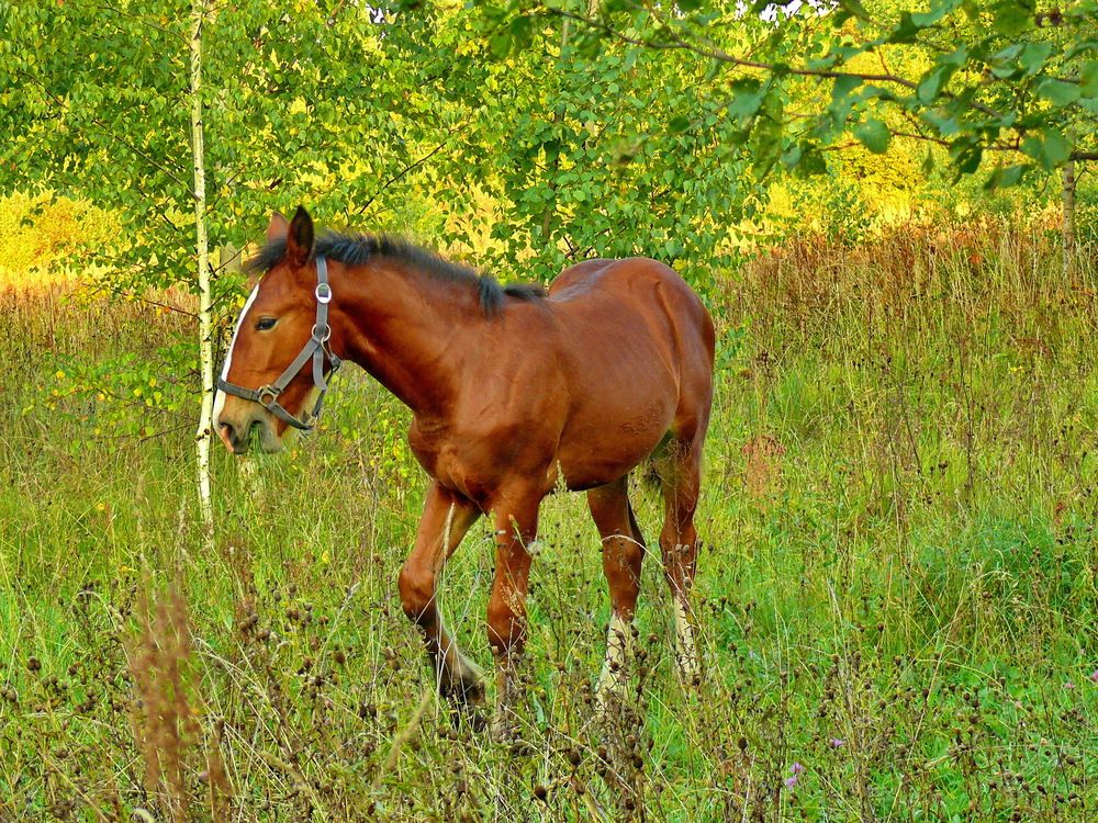 Фотография автора Анатолий Борисов