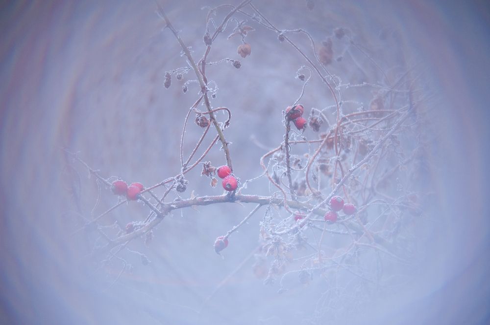 Photograph by Мария Лавриненко