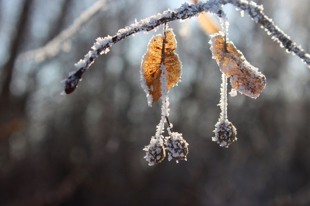 Photograph by Светлана Шубина