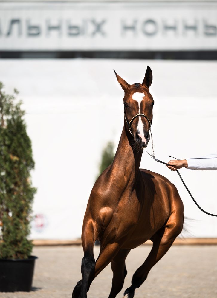 Photograph by Ирешева Мария