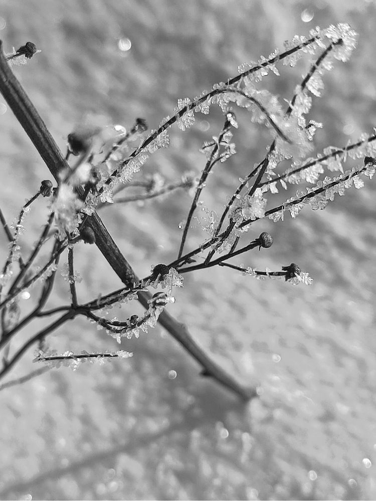 Photograph by Елена Пархоменко