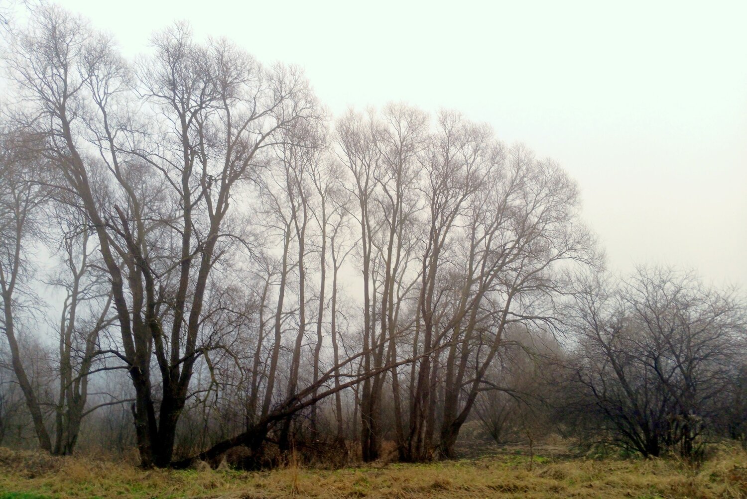 Photo #13007268