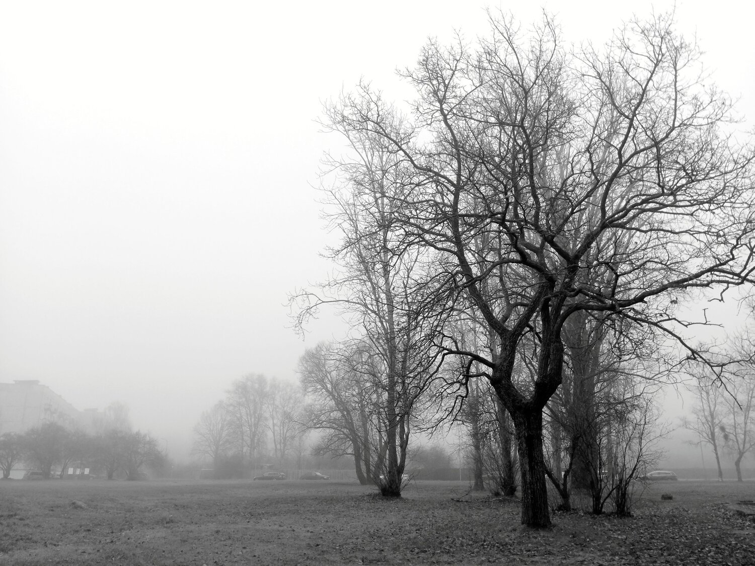 Photo #13007269