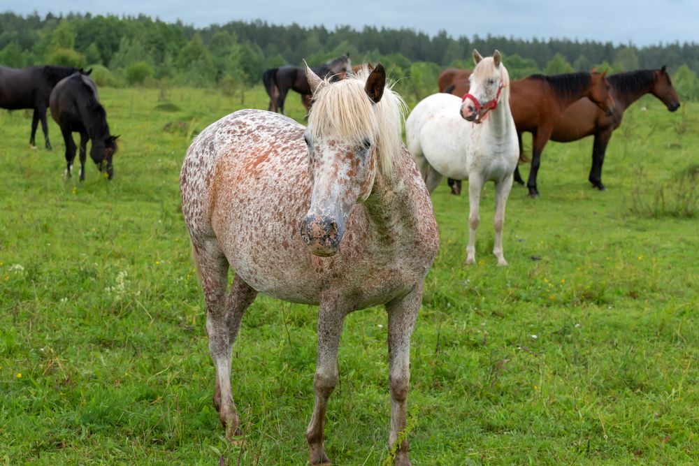 Photograph by Константин Пухов