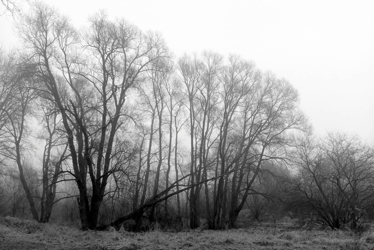 Photo #13007278