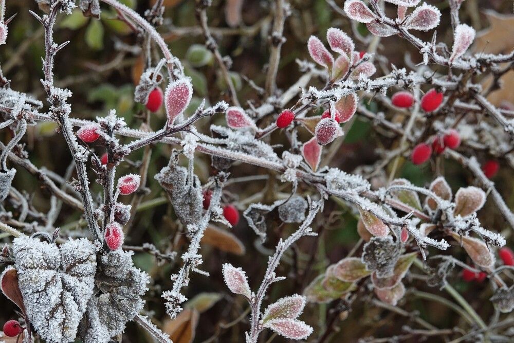 Photograph by jelena konickaja