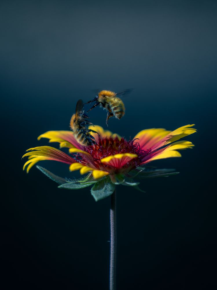 Photograph by David Garcia Gonzalez