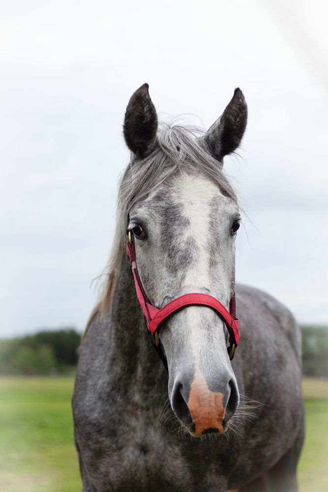 Photograph by Елена Иванова