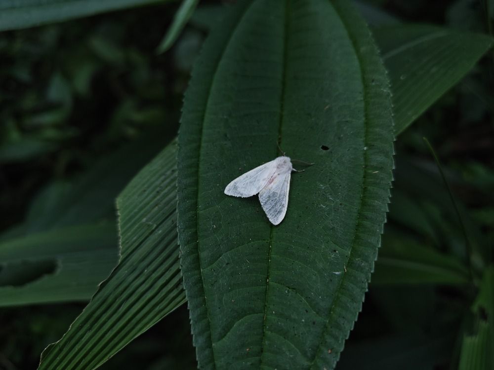 Photo #13007725