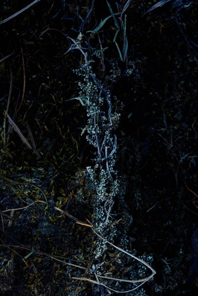 Photograph by Иван Кривоносов