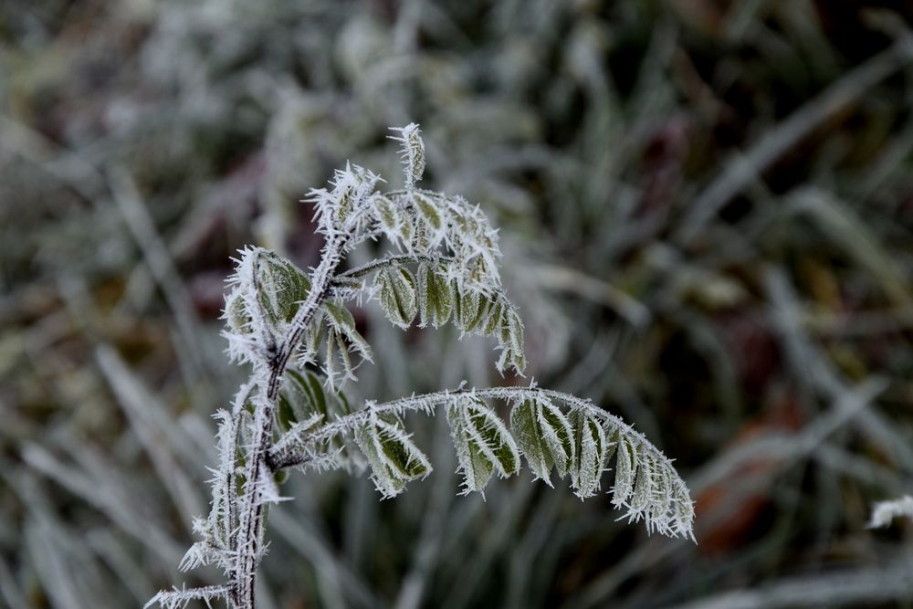 Photograph by Dimon Grinih