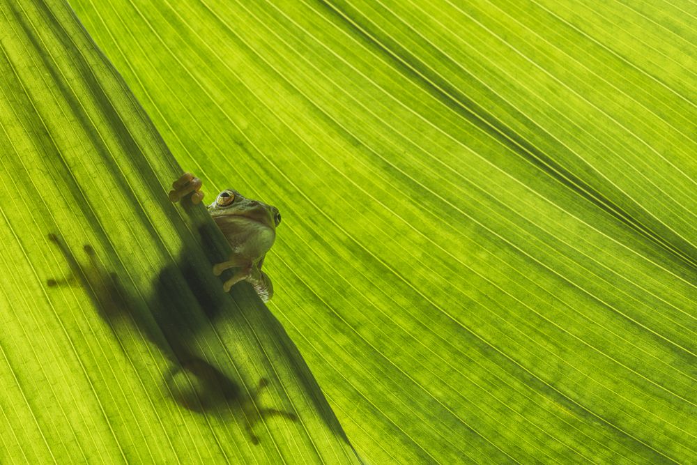 Hyla