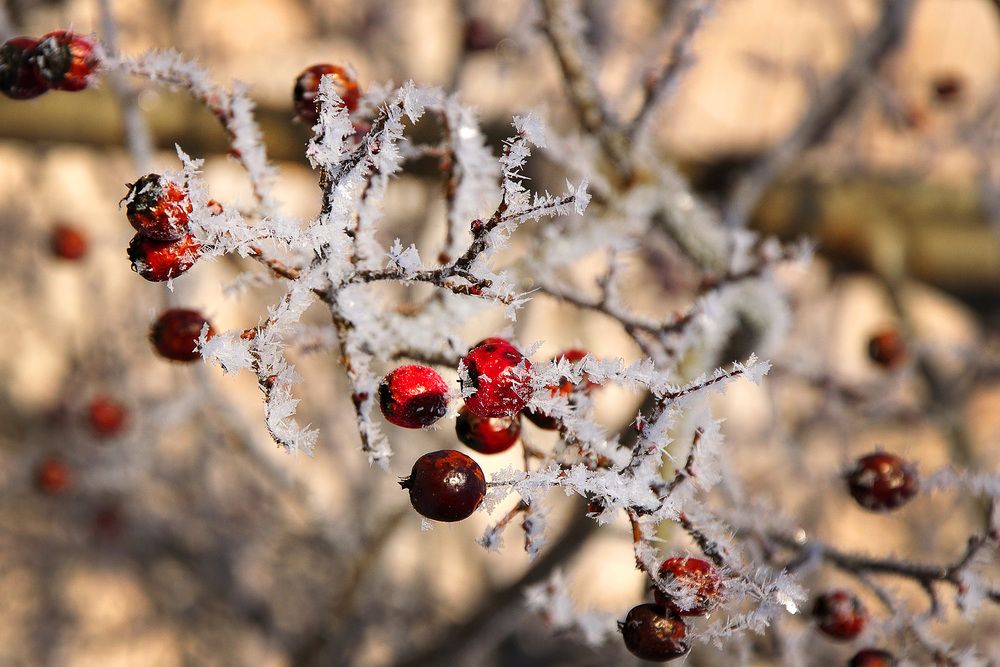 Photograph by Игорь Овсиенко