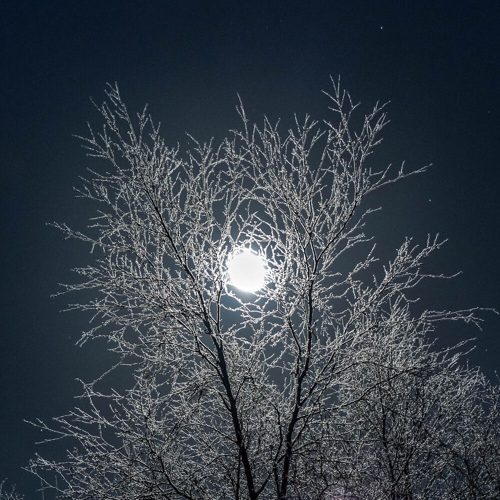 Хрустальный лес