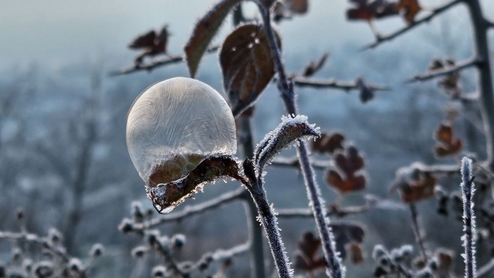 Photograph by Olga Siebert