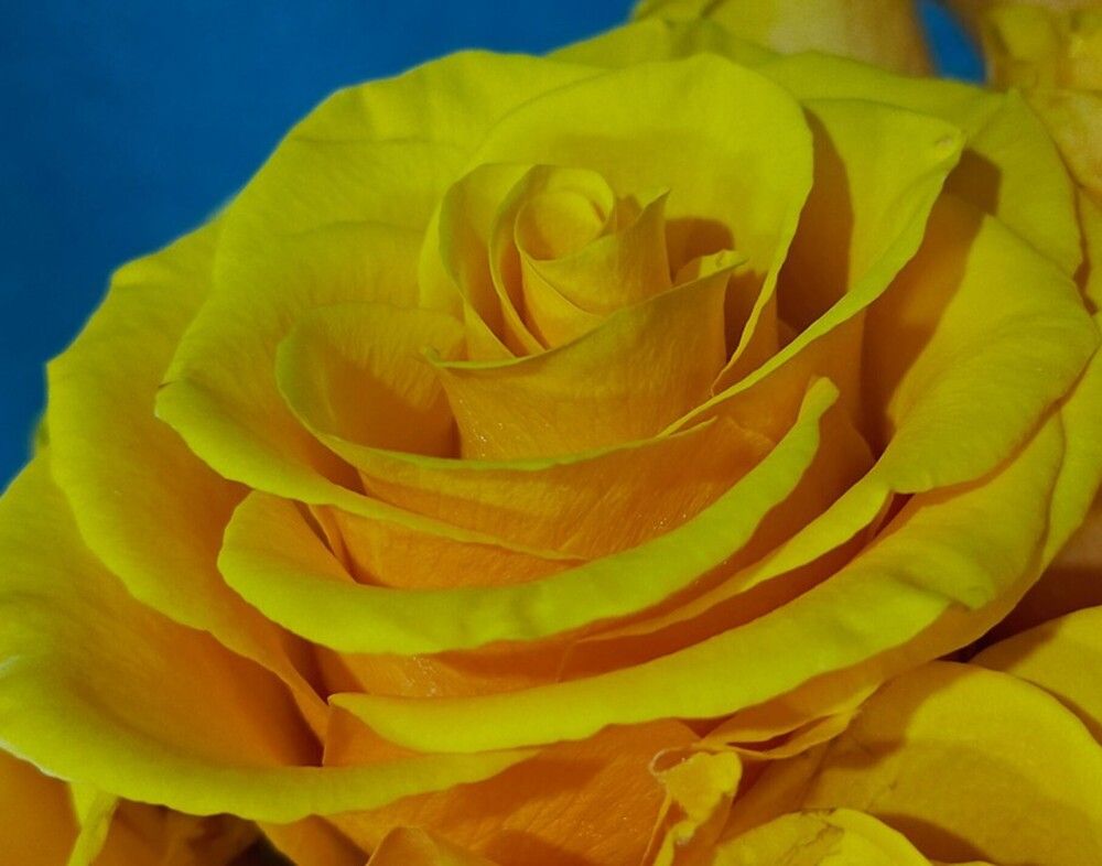 Photograph by Елена Кузина