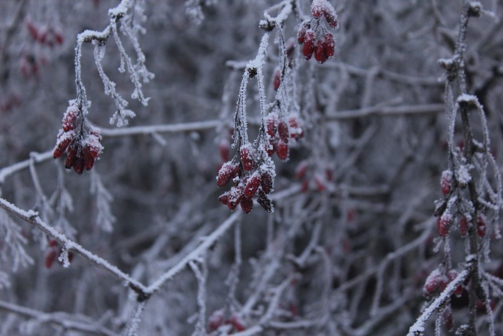 Фотография автора Тори