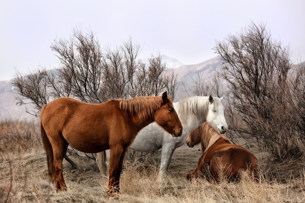 Photograph by (Kaveh) Ebrahim Arabbeiki Jazi
